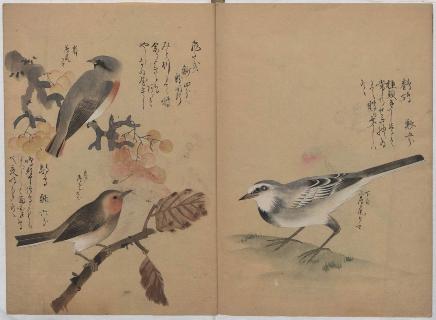 Detail of an early 19th century Japanese woodblock illustration depicting various small birds perched on branches